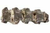 Articulated Permian Reptile Vertebra - Oklahoma #79491-2